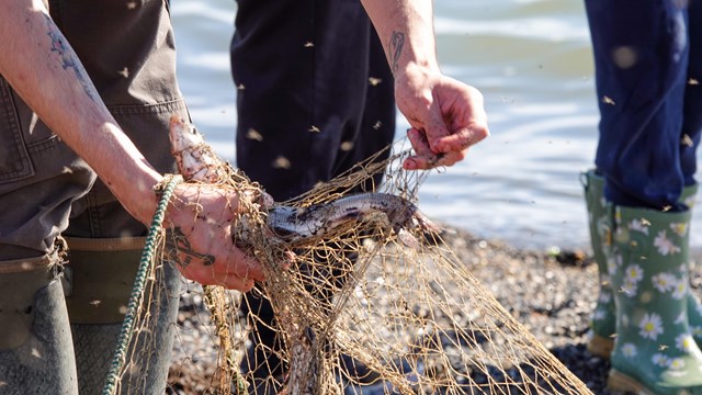 Many bugs fly around a net of fish as light glimmers from river