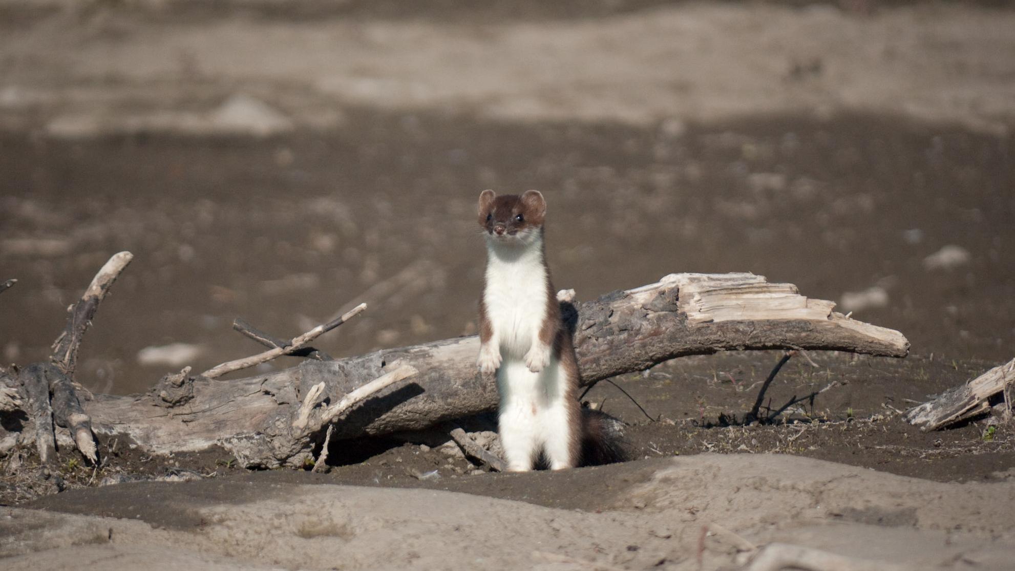 Picture of a weasel standing in the mud in front of log