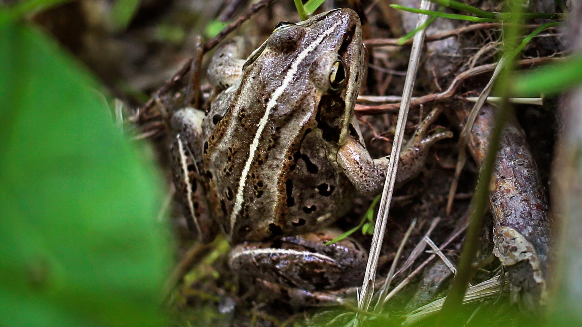 Wood frog nestled in leaf litter