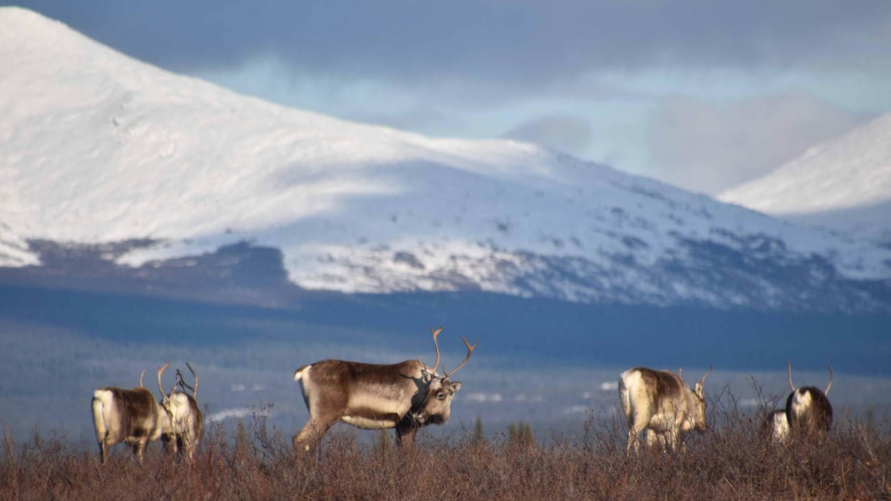 Caribou grazing the foreground and mountains in background