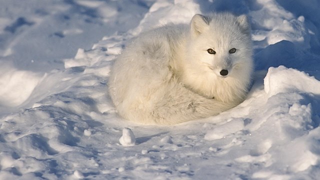 Closeup of an Arctic Fox
