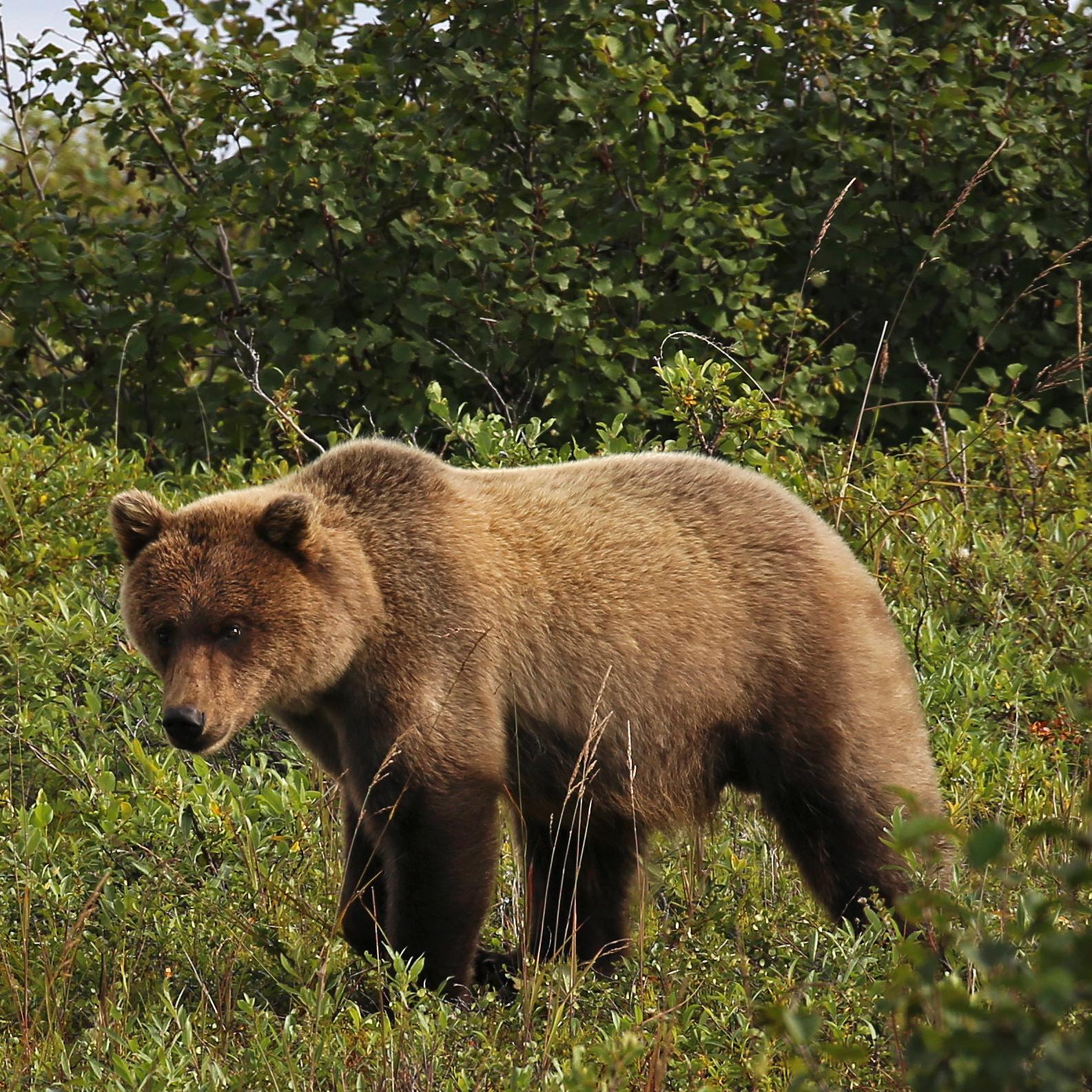 Grizzly Bear standing in grass