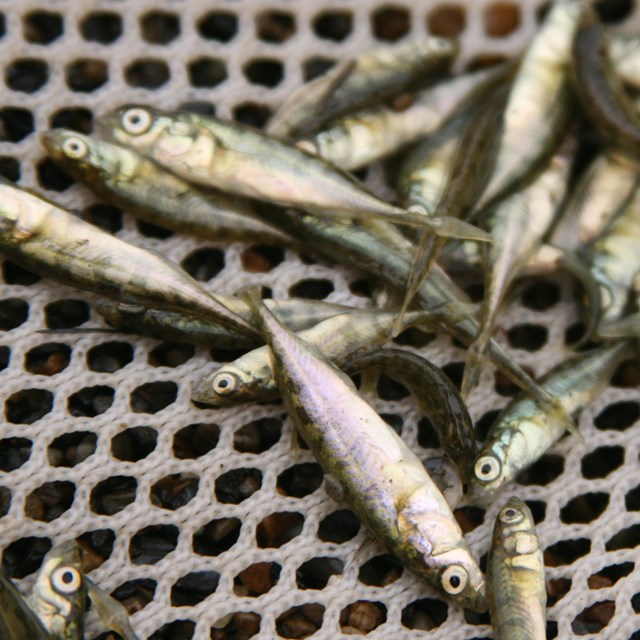 a pile of small silver fish sit atop a net