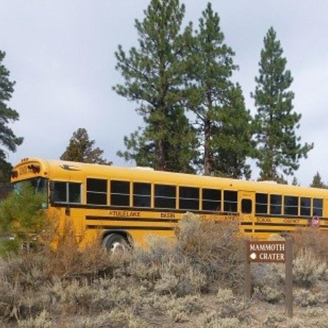 A School Bus at a trail head surrounded by trees and shrubs