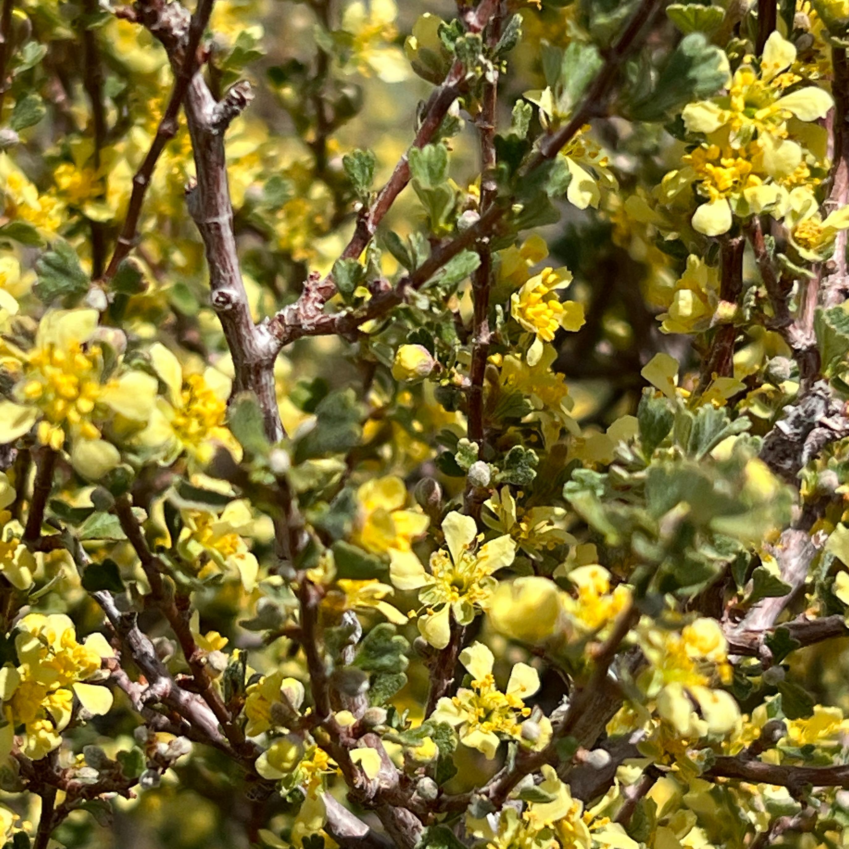 Bitterbrush.