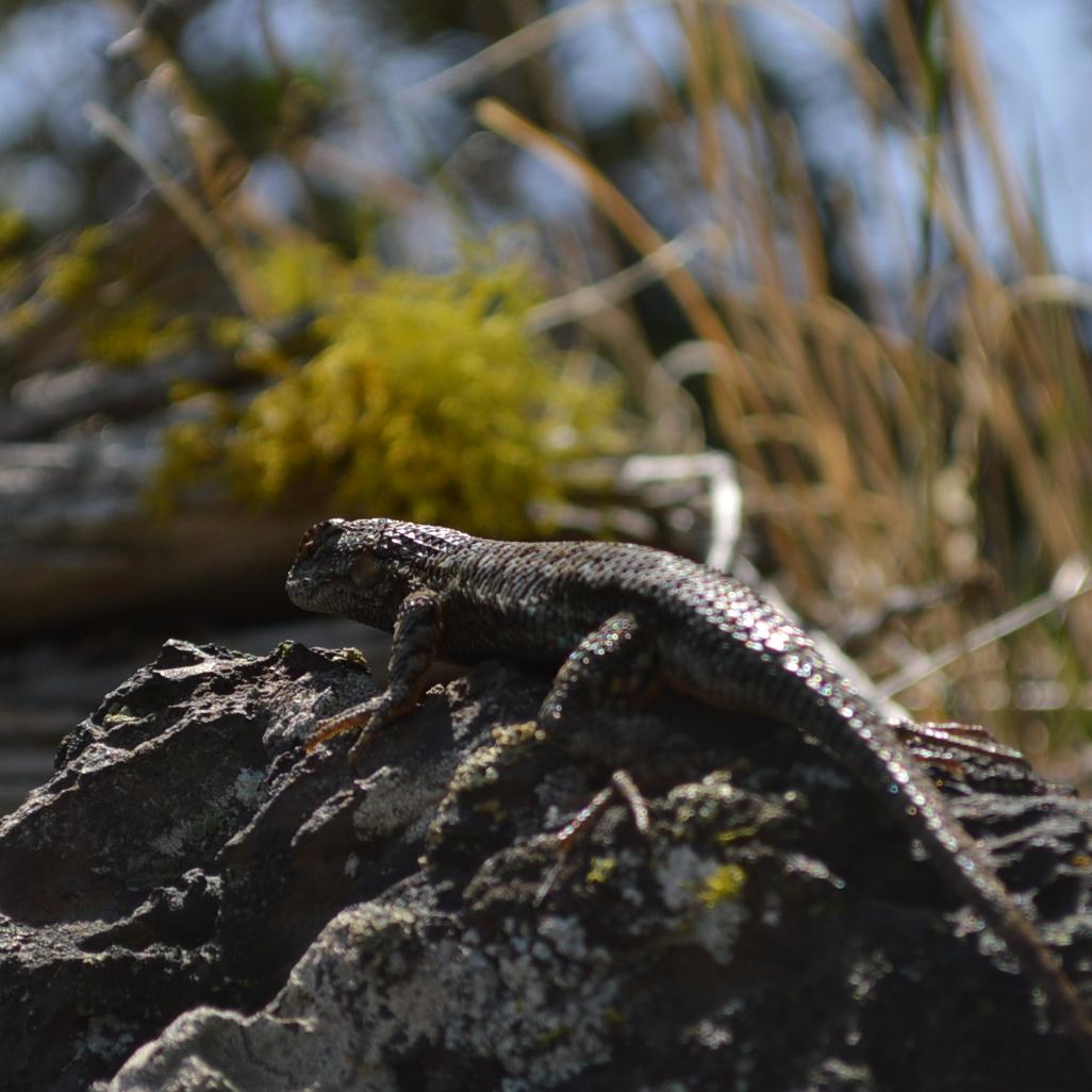 Fence lizard lounging on a rock.
