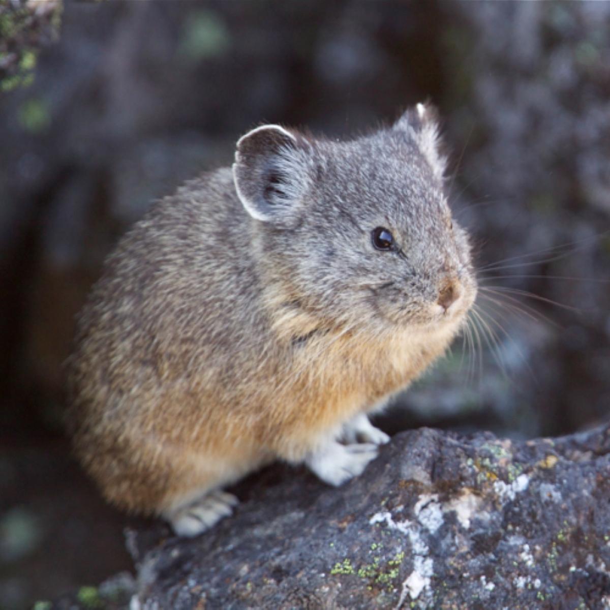 Pika (NPS/T. Reicher).