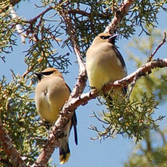 Juniper Titmouse.