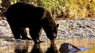 A black bear takes a drink from a body of water while standing on the shoreline