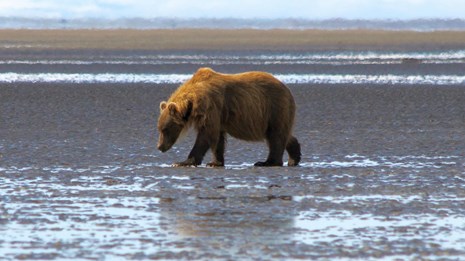A single brown bear walks across tidal flats with distant mountains
