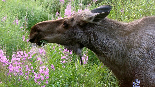 A moose grazes on pink fireweed flowers
