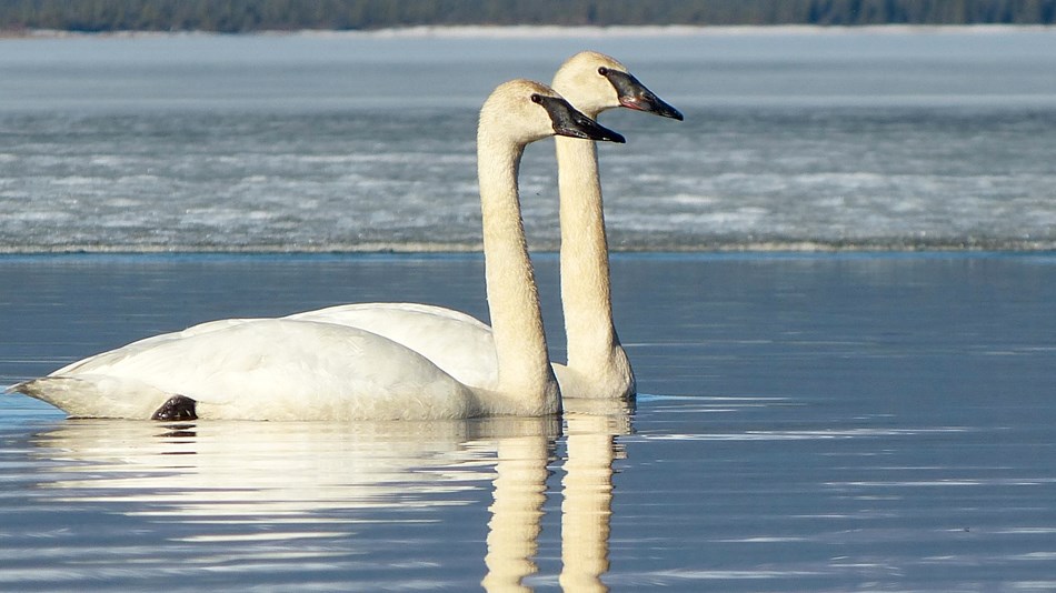 Two swans swimming side by side on an icy lake