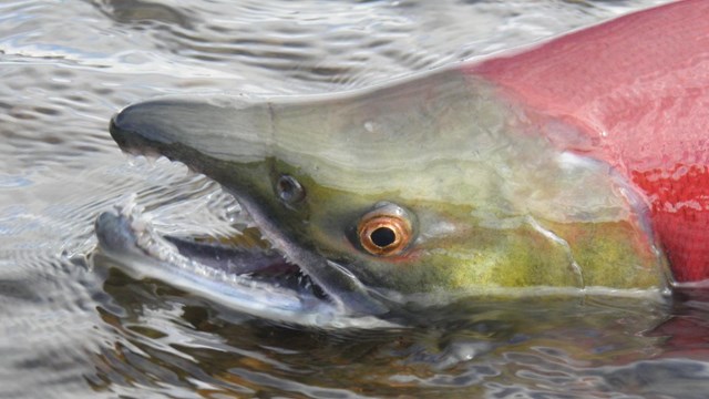 The head of a sockeye salmon above the water