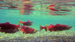 Several sockeye salmon swimming underwater