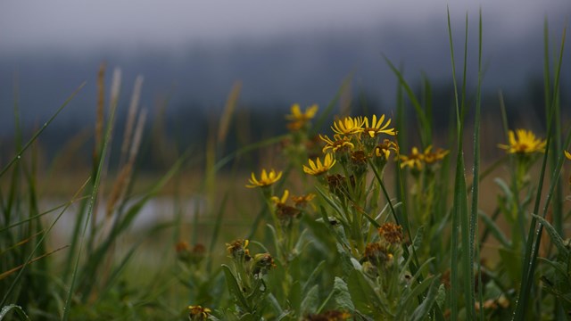 A cloudy day with green grass and yellow flowers in the foreground.
