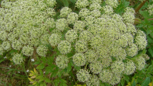 A close up of two bundles of small whitish flowers