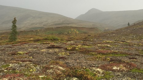 Image of tundra with fog in the background.