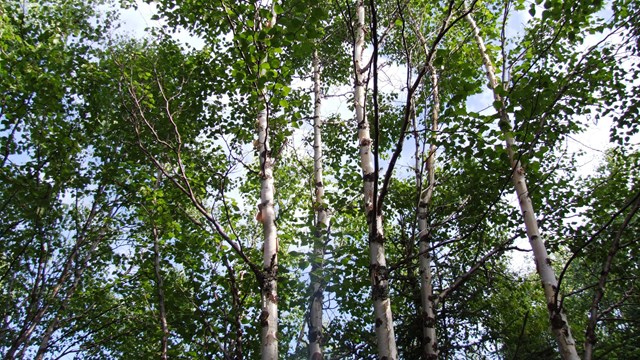 A birch forest