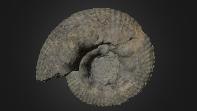An ammonite fossil