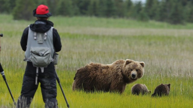 A man stands with his back towards the photographer watching a brown bear sow and 2 cubs in a meadow