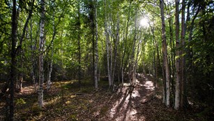 sunlight shines through birch trees on a forested trail