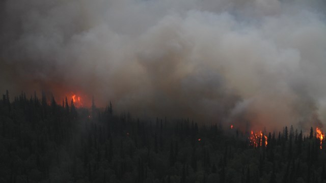 photo of a fire burning in an evergreen forest of spruce trees.