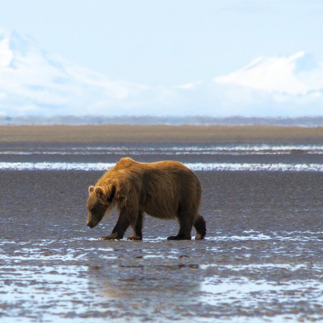 A single brown bear walks across tidal flats with distant mountains
