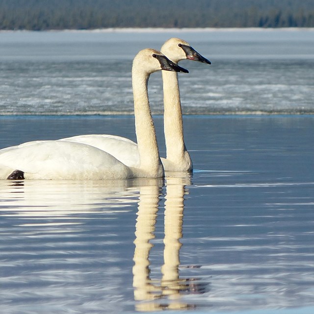 Two swans swimming side by side on an icy lake