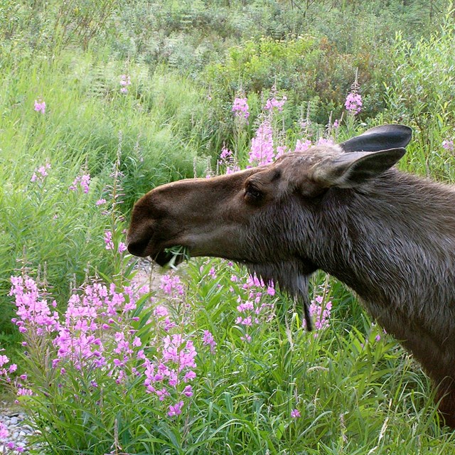 a moose sniffs pink fireweed