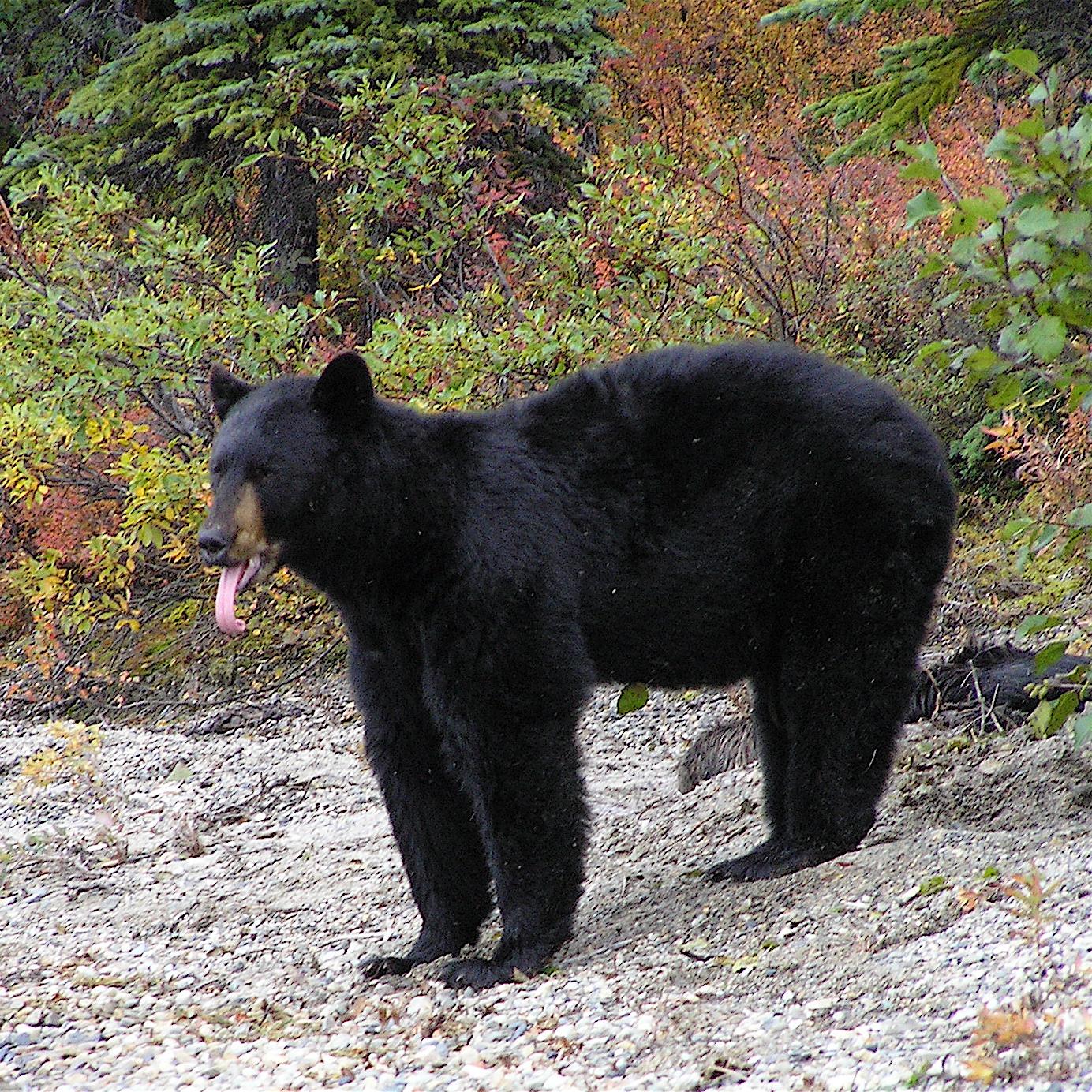 photo of an American Black Bear sticking its tongue out.