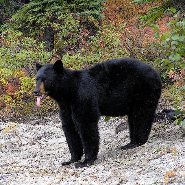 photo of an American Black Bear sticking its tongue out.
