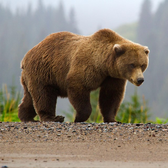 Photo of a brown bear walking along a beach with a foggy forest in the background.