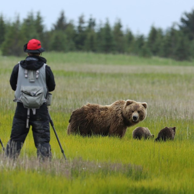 A man stands with his back towards the photographer watching a brown bear sow and 2 cubs in a meadow