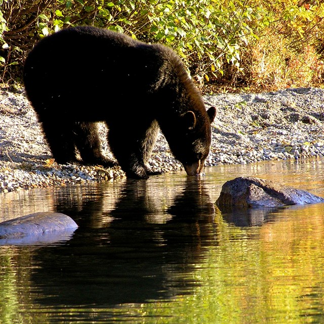 An American black bear taking a drink. The bear and the yellow fall foliage reflect in the water.