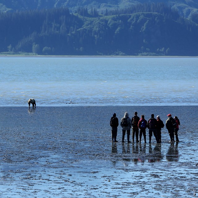 a group of 7 people watch a bear from a distance on an ocean beach