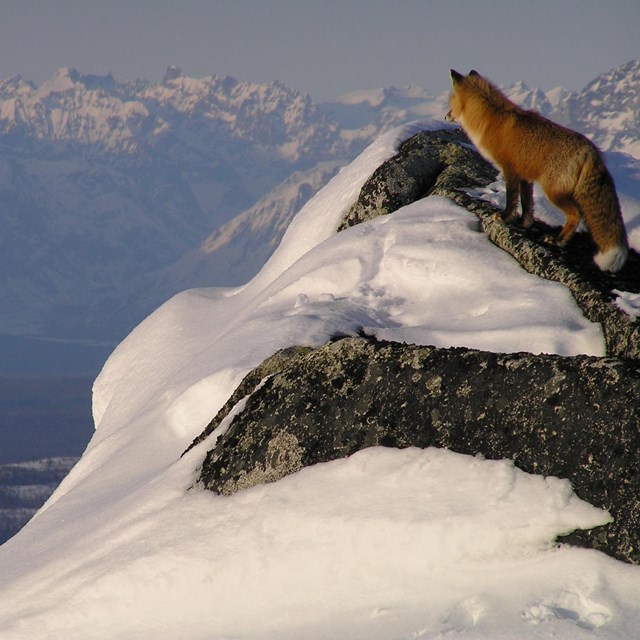 Photo of a red fox standing atop a snowy mountain peak looking at taller mountains in the distance.