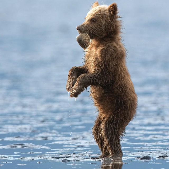 A brown bear cub stands on their hind legs in shallow water with a clam hanging from its mouth.