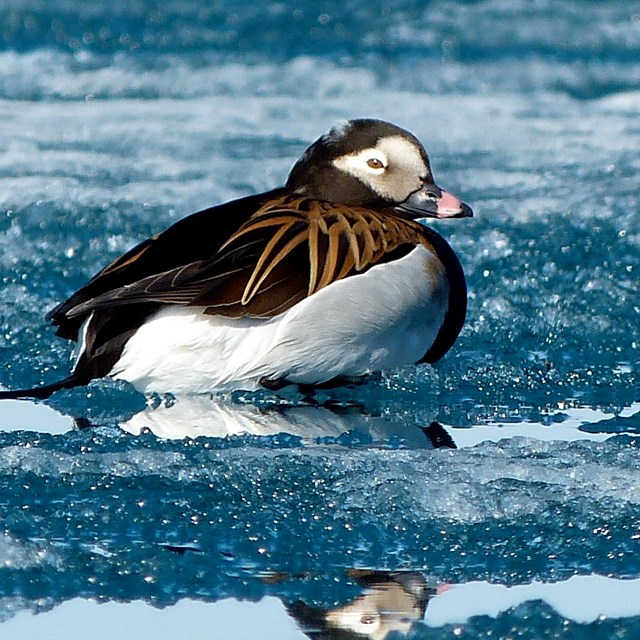 A black and white bird floating on an icy lake.