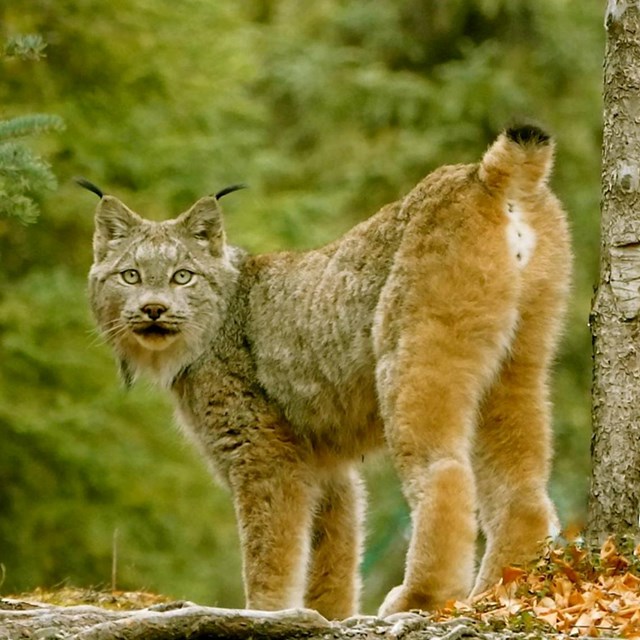 photo of a spotted wild cat called a lynx standing in a forest looking at the photographer.