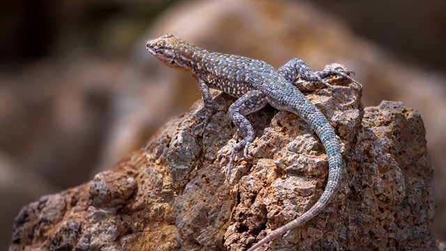 Side Blotched Lizard