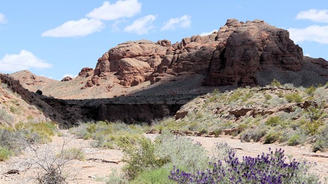 Purple flowers at Bowl of Fire
