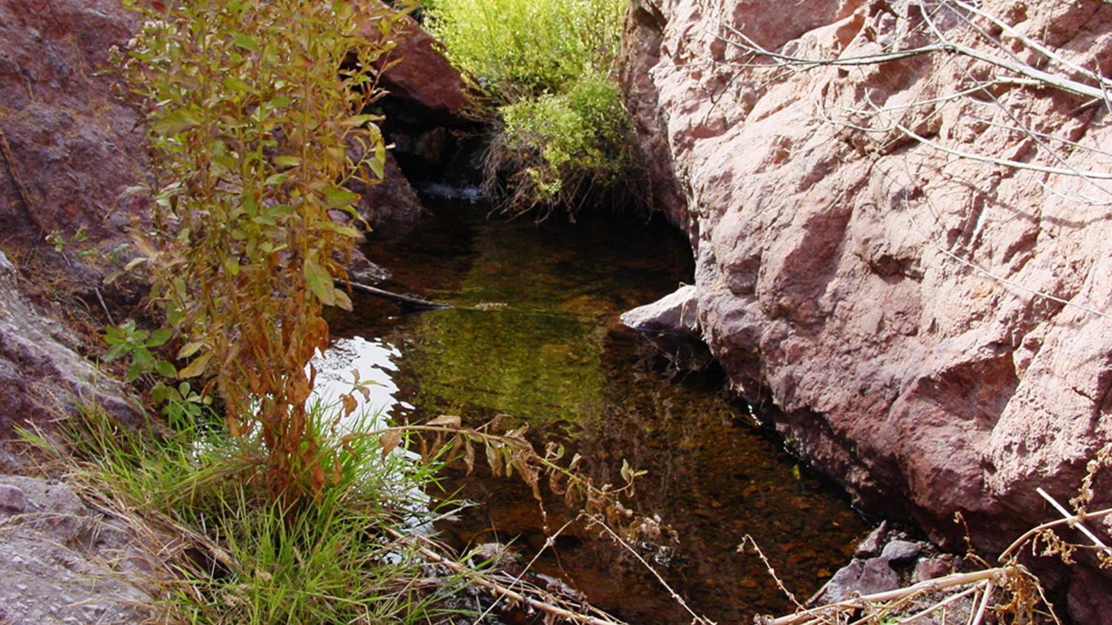 Bighorn Sheep Spring at Lake Mead National Recreation Area