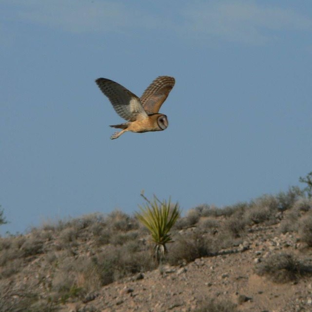 Barn owl flies across the sky