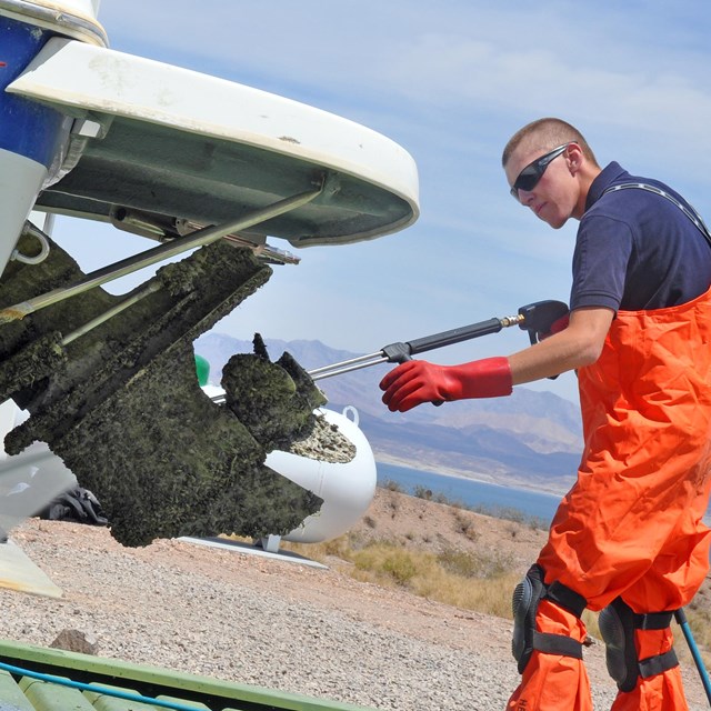 Quagga mussels found in Lake Mead