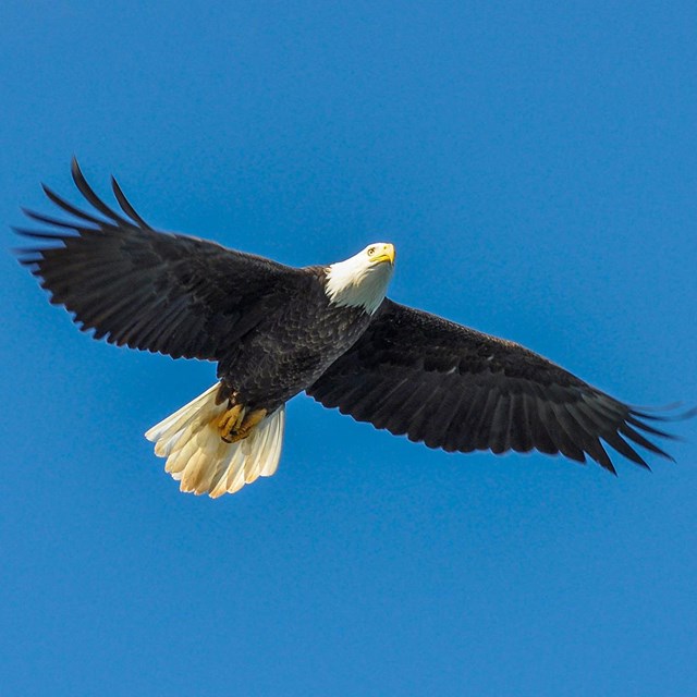 Bald Eagle flying through the sky