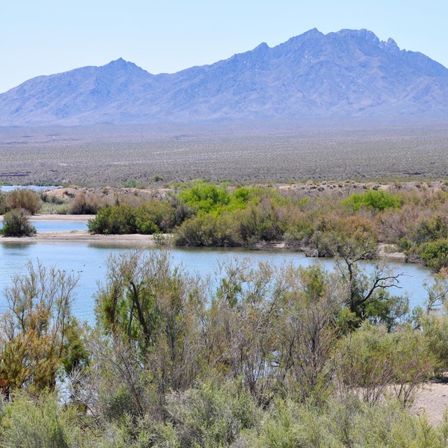 A marshy looking lake with desert mountains in the backdrop. 
