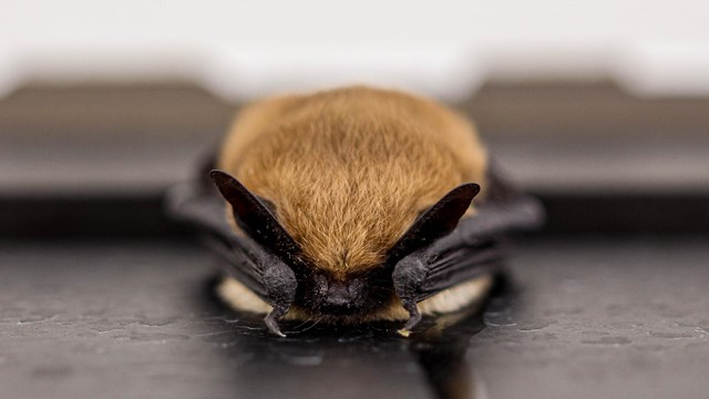 A small brown bat with black ears and arms is in focus with a blurred background.