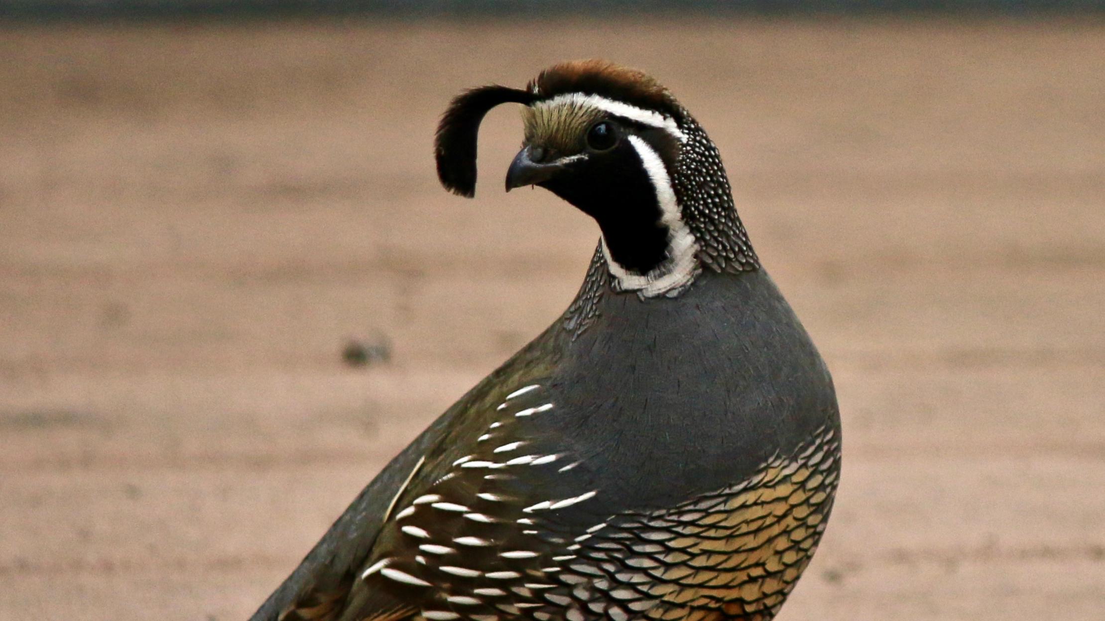 Grey-blue bird with its head turned around; a black feathers arches out of the top of its head.