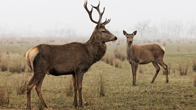 Two brown elk stand profile, one with large antlers, on a gloomy grey sky day.