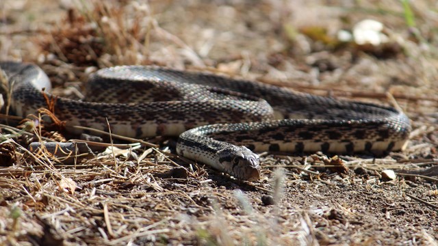 Brown and tan speckled snake is flat on the ground, with its body making sharp turns left and right.